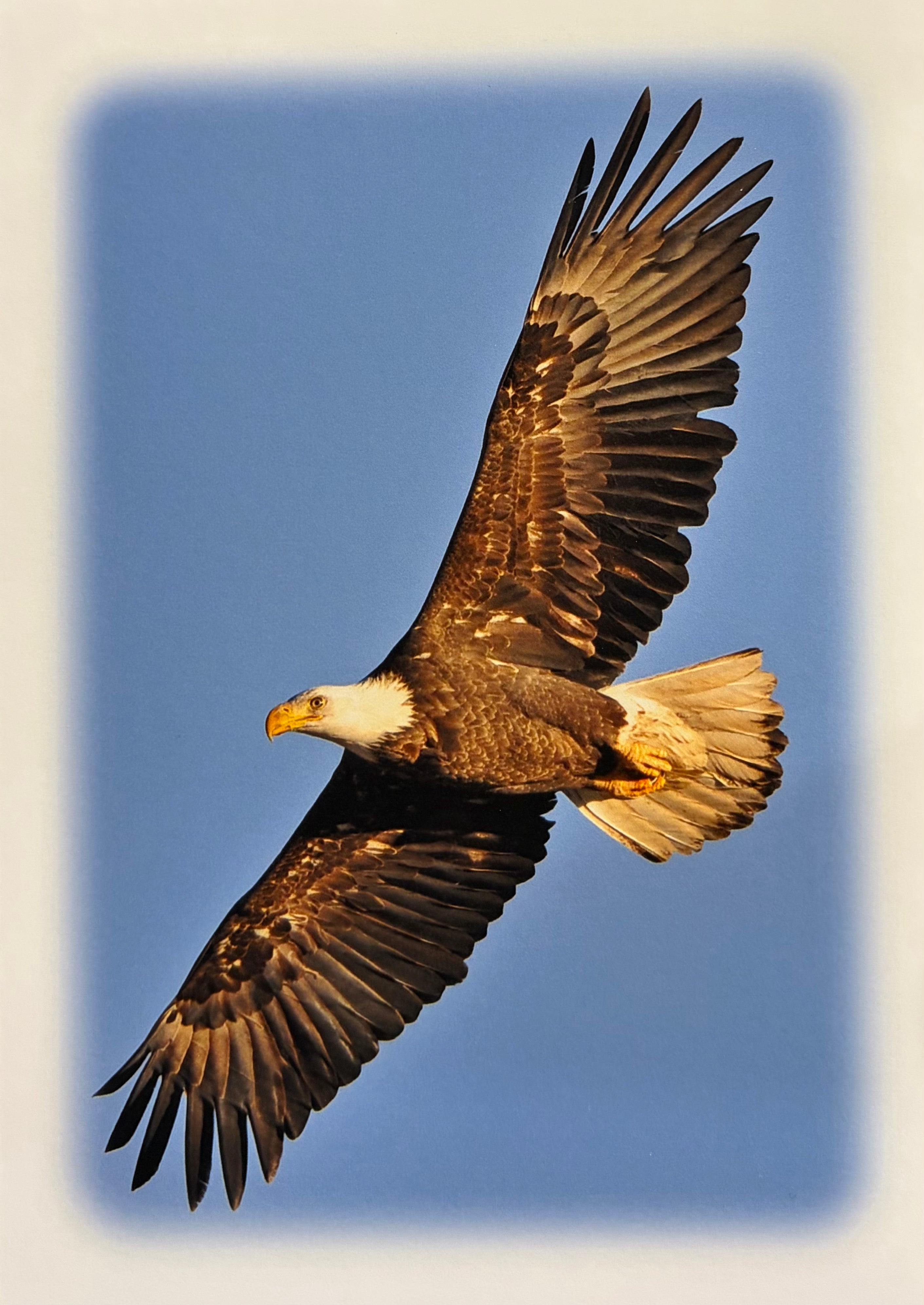 Bald Eagle, NM Notecard